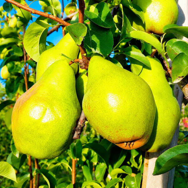 Листопадова-(Lystopadova)