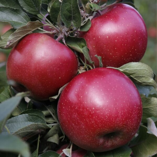 Айдаред-(Aydared)