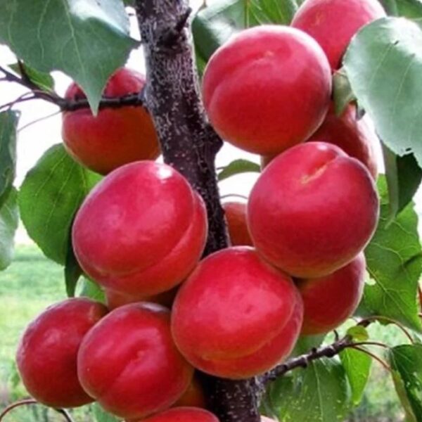 Біг Ред-(Big Red)