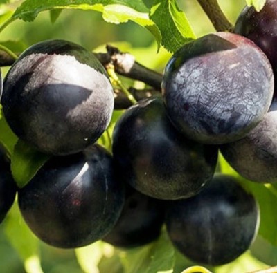 Блек Амбер-(Black Amber)