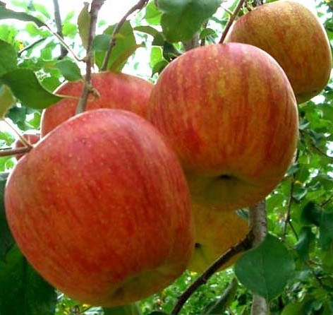 Чемпіон-(Champion)