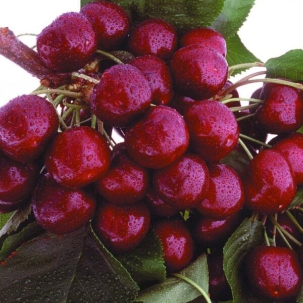 Валерій Чкалов-(Valery Chkalov)