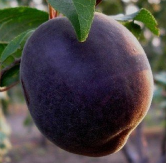 Чорний принц4