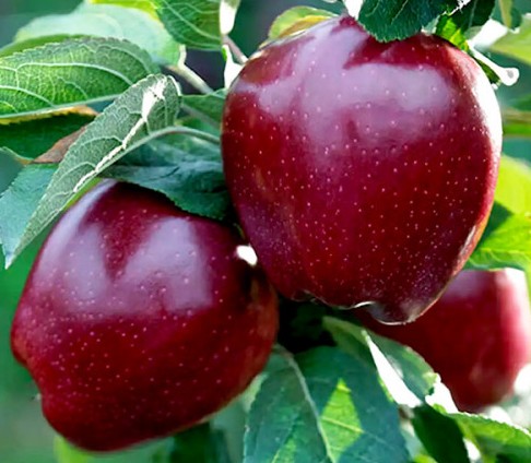 Джеромін-(Dzheromin)