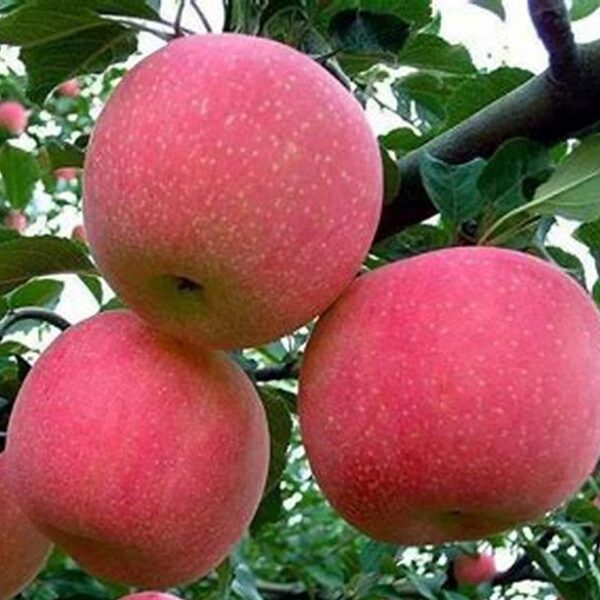 Ерлі Женева-(Early Geneva)