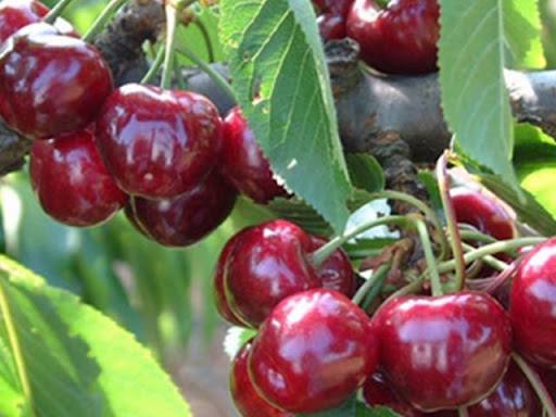 Фольфер-(Foifer)