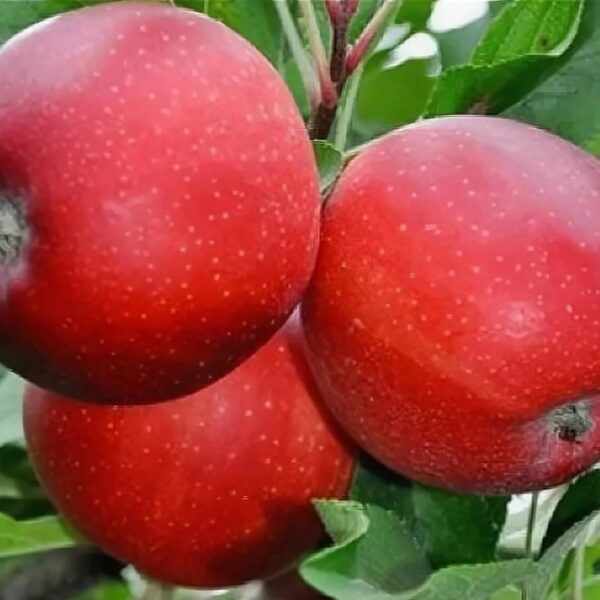 Гала Маст-(Gala Mast)