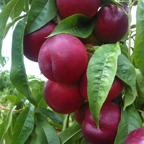 Хар Блейс-(Har Blaise)