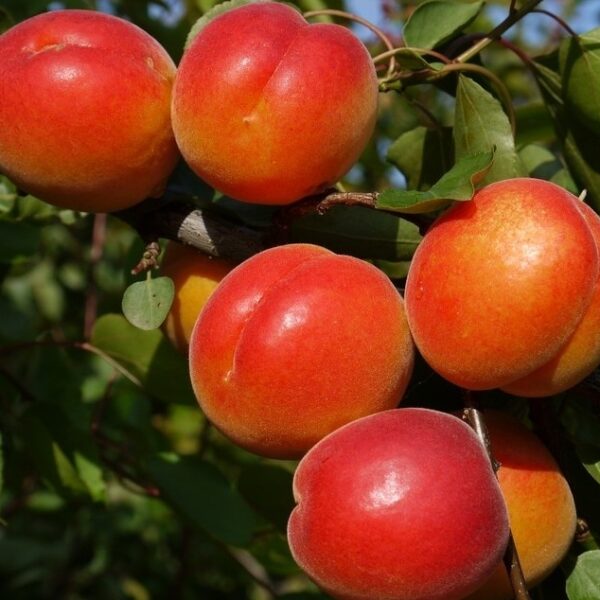 Меджик Кот-(Magic Cot)