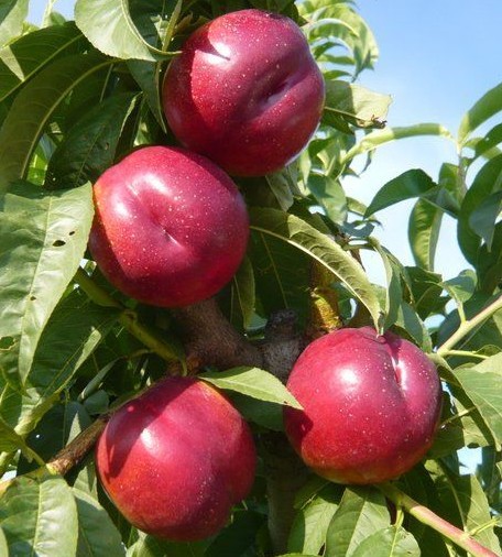 Рубіновий-8-(Rubinovyi-8)