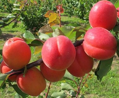 Приція-(Пricia)