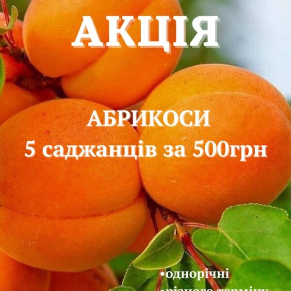 Супер пропозиція "Набір із 5 однорічних саджанців абрикоса"