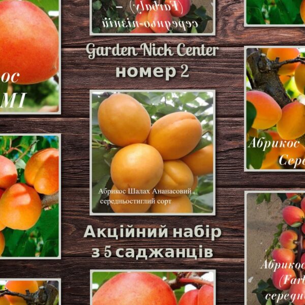 Топ 5 абрикос №1