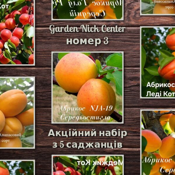 Топ 5 абрикос №3