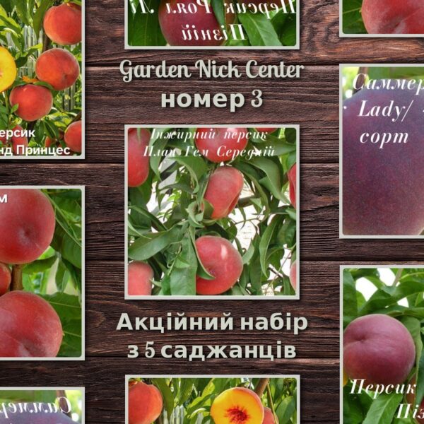 Топ-5 персиків №3