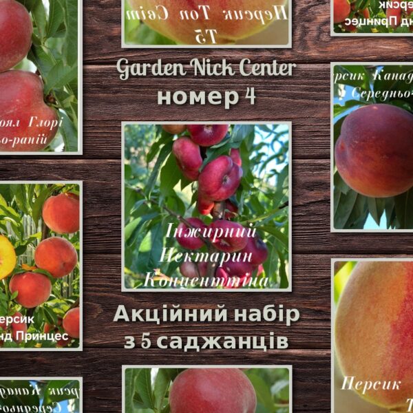 (Копія)Топ-5 персиків №4