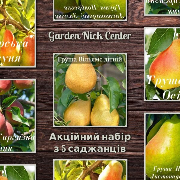 Топ-5 Груш для саду