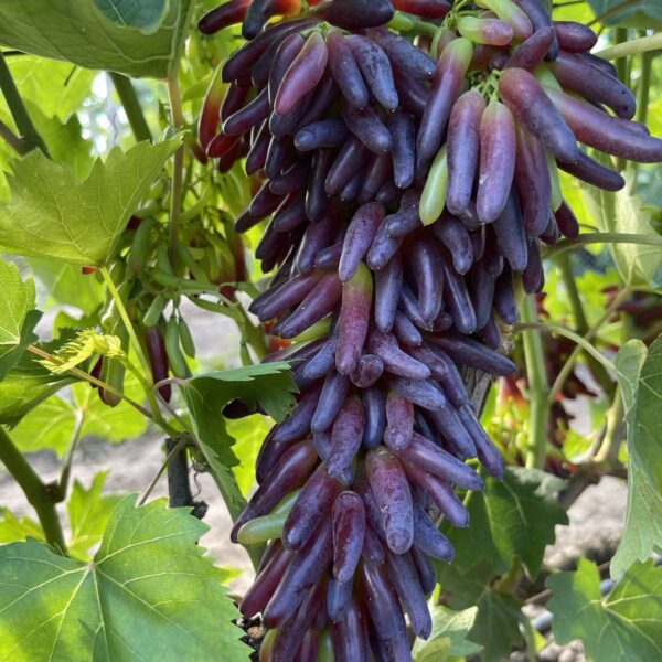 Кишмиш Хеллоуїн (Witch Fingers)