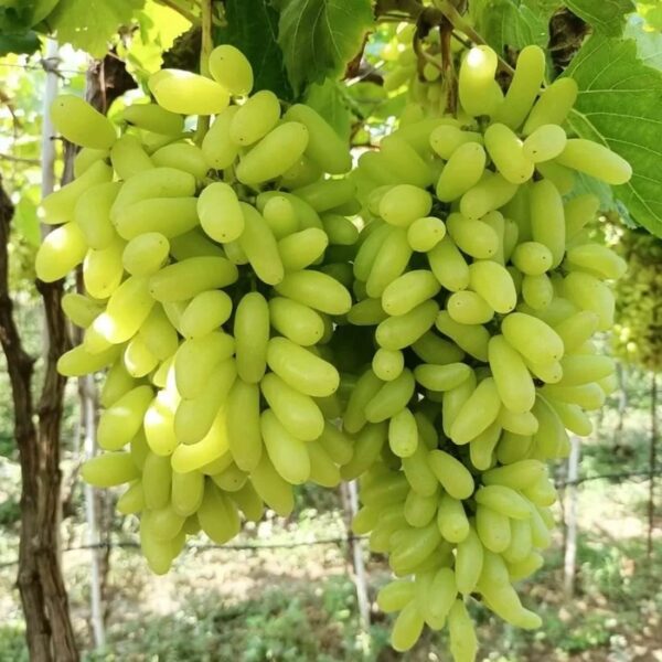 Ламборджині