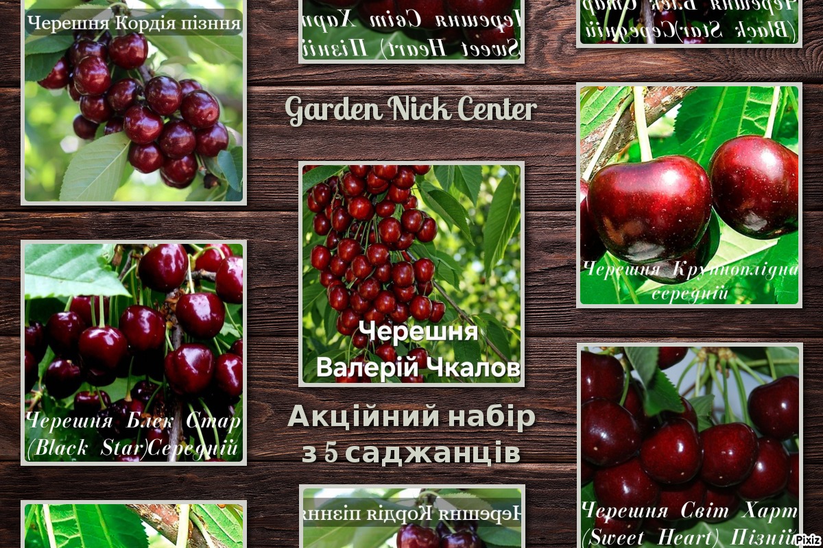 pixiz-18-02-2026-11-04-01