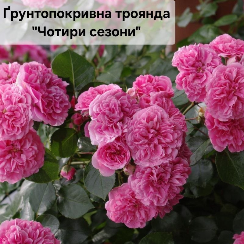 Троянда «Чотири сезони» (Les Quatre Saisons)