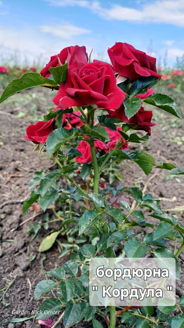 Троянда Кордула (Cordula)